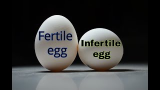 Selection of fertile egg [upl. by Halonna8]