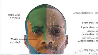 Trigeminal Nerve Ophthalmic maxillary amp mandibular [upl. by Rehpotsirk109]