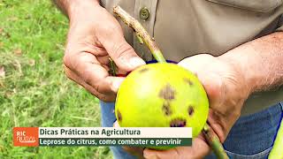 Leprose do citrus como combater e prevenir  DICAS NA AGRICULTURA [upl. by Welton]