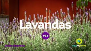 Lavanda Alfazema  Dicas rápidas 25 [upl. by Mcclelland824]