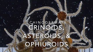 Echinodermata crinoids asteroids amp ophiuroids [upl. by Alrick]