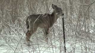 Deer at Ft Snelling State Park  A Winter Driving Video  Mendota Heights MN 2112013 [upl. by Kleper]