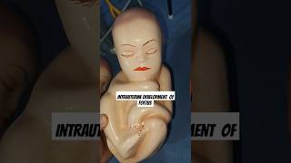 Foetal development 🍼💞💞 nursing peadiatric shortfeeds trendingshorts [upl. by Leirza236]