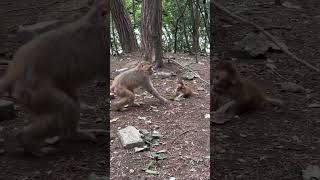 Mother monkeys immediately run to protect their children when in danger [upl. by Ociral]