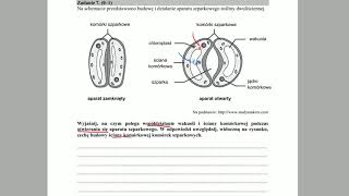 FIZJOLOGIA ROŚLIN  Regulacja otwierania aparatów  ZADANIA MATURALNE Z BIOLOGII 🌱szparkowych [upl. by Trebla]