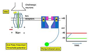 Excitation Contraction Coupling In The Skeletal Muscle [upl. by Myra]