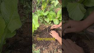 विरूवामा मलजल गर्दै ॥ Its time to manuring fruit orchard manure nature fruit agrinature food [upl. by Kira668]