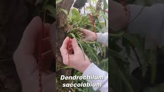 Talking about Dendrochilum saccolabium with Trey [upl. by Annait552]