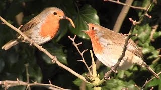 SECRET LIFE OF THE ROBIN  Erithacus rubecula [upl. by Phare454]