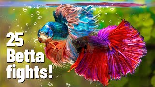 25 Betta fish fights with Divider [upl. by Patience]