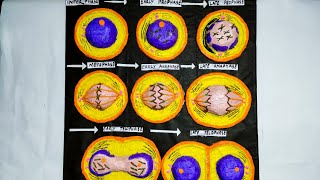 Mitosis Cell Division Model  Phases Of Mitosis  How to Make 3D Model Of Mitosis Cell Division [upl. by Dreeda973]