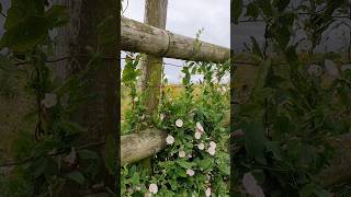 Field Bindweed  such cute wildflowers [upl. by Ecyob]