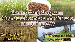 வெட்டி வேர் செடியை வீட்டில் வளர்ப்பது எப்படி HOW TO PLANT VETIVER PLANT AT HOME  Vetiver Uses [upl. by Perseus]