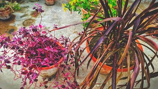 Garden Outlook Upgrade Loropetalum And Phormium Plants  UrduHindi [upl. by Marcelline]