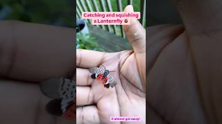 Lanternfly squishing bugs garden nature soothing random invasivespecies foot stomp fun [upl. by Eada936]