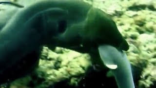 Moray Eel try to eat a Shark [upl. by Quent40]