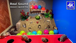 Cat TV for Cats to Watch  10 Hours Mouse Digging Burrows  Mice in and out amp Play on Screen  4K [upl. by Anomor]