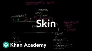 Meet the skin Overview  Integumentary system physiology  NCLEXRN  Khan Academy [upl. by Ahsirtak486]