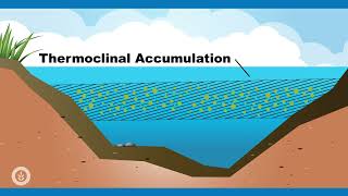 Algae Corner Algaecide Best Practices for Dissolved Oxygen [upl. by Crutcher]