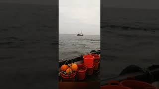 Trawling Scotland uk moray firth olex sodena Garmin north sea hondex icom prawn fishing [upl. by Neveda]