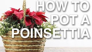 How to Pot a Poinsettias [upl. by Kyl]