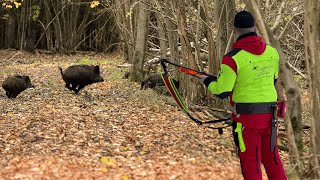 Die BESTE Drückjagd des Jahres 45 Sauen in zwei Tagen DJI Mavic 3T [upl. by Aleafar]