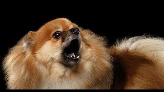 POMERANIAN BARKING  POMERANIAN HOWLING AND BARKING COMPILATION 2016 [upl. by Gore]