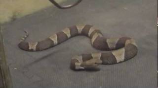 Broad Banded Copperheads Agkistrodon contortrix laticinctus [upl. by Eirrot]