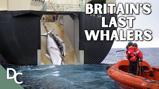 The Boom and Bust of British Antarctic Whaling  Whale Hunters An Untold History  Part 2  DC [upl. by Iilek]