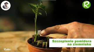 Szczepienie pomidora na ziemniaku w celu uzyskania podwójnych plonów [upl. by Ahcire614]