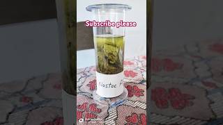 nostoc algae greenalgae viralvideo specimen shortsvideo facts trending viralvideo science [upl. by Ydnyc]