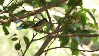 ホウセキドリ（Spotted Pardalote）が囁くように鳴く♬ [upl. by Crescen]