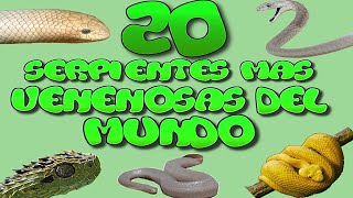 Las 20 Serpientes Mas Venenosas del Mundo HD [upl. by Waxler]