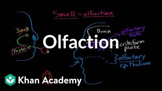 Olfaction  structure and function  Processing the Environment  MCAT  Khan Academy [upl. by Friedberg]