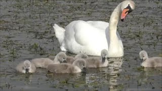 MUTE SWAN  PROTECTING 6 Cygnets amp COOT from Intruders  Cygnus olor [upl. by Elletnuahc]