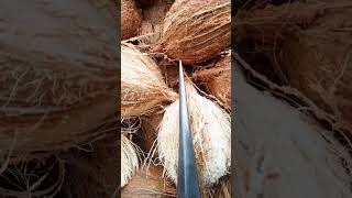 Sharp coconut husking iron rod iron coconut sharp satisfying [upl. by Aicertal]