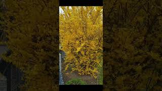 Forsythia Intermedia  loolaVlog germany [upl. by Zebaj]