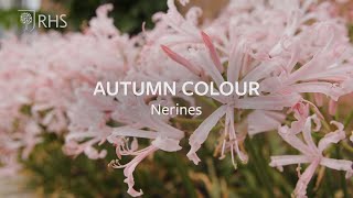 How to grow Nerines for autumn colour  Grow at Home  RHS [upl. by Nicola]