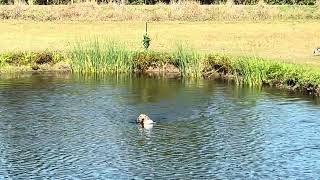 20240922 Airedale Tanner Water Blind [upl. by Anib]