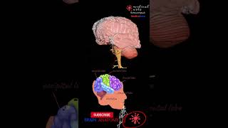 NeuroAnatomy  Areas of brain structures  3D [upl. by Gusty]