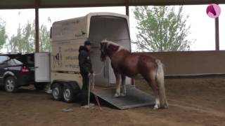 Pferd ohne Zwang in den Hänger verladen [upl. by Calendre]