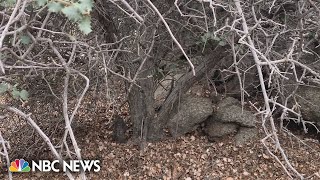 Development threatens Californias oldest tree [upl. by Kowatch172]