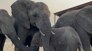 Albino Baby Khanyisa’s First Night in the Elephant Homestead 🐘☀️ [upl. by Sebastian]