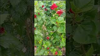 Morning melodies🐦🐤🌺☘️nature village villagelife backyardgardening gardening [upl. by Eaves224]