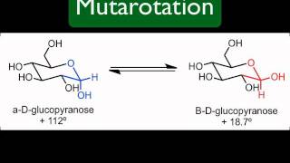 Mutarotation [upl. by Bronwen]