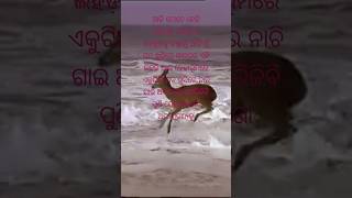 jaubna sagararu samukate khojuthilisonglovesubscribe youtubeshortsodiaoldsongstarusyt [upl. by Ysied881]