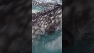 Greenland shark [upl. by Htebirol395]