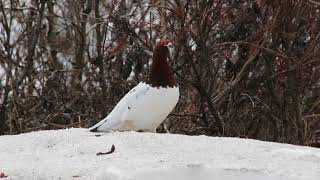 Willow Ptarmigan [upl. by Barren960]