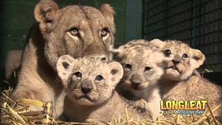 Longleat Lion Cubs at four weeks old [upl. by Horbal]