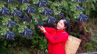 Harvesting gleditsia fruit amp Goes To Market Sell  Gardening And Cooking  Lý Tiểu Vân [upl. by Einaj]